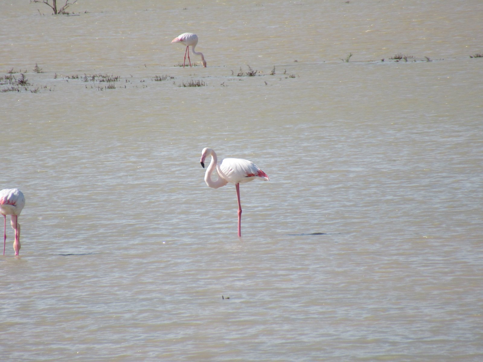 viber image 2021 02 18 18 11 33 exclusive, Paralimni Lake, Flamingo