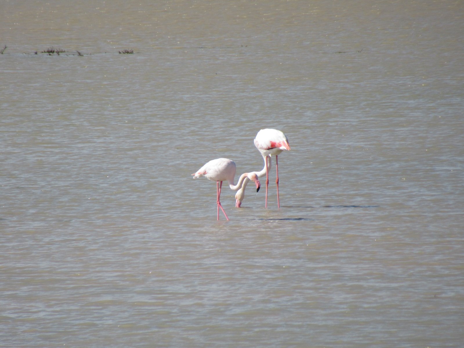 viber image 2021 02 18 18 12 58 exclusive, Paralimni Lake, Flamingo