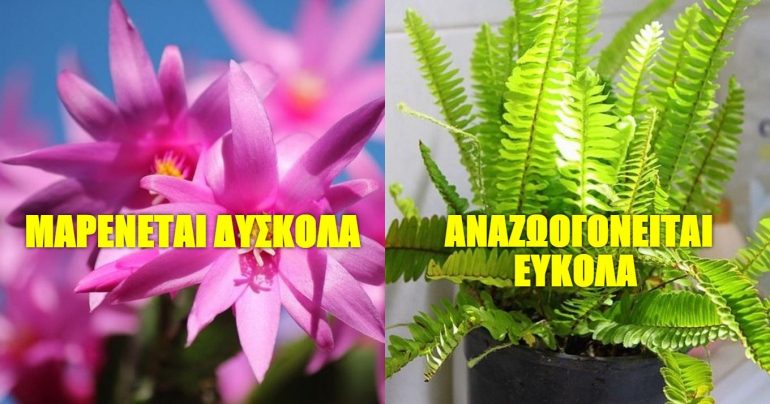 10 anthektika fyta poy mporoyn na epiviosoyn choris tin kathimerini soy paroysia DURABLE PLANTS, PLANTS WHICH DO NOT NEED A LOT OF CARE