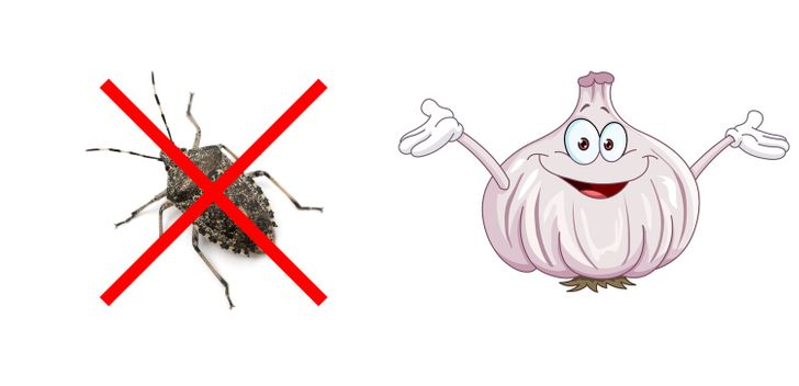 10 ecological tropics gia na min eisvallei xana entomo sto spiti sas