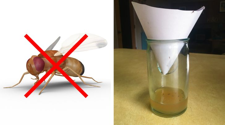 10 eikologikoi tropoi gia na min eisvallei xana entomo sto spiti sas ΑΝΕΠΙΘΥΜΗΤΑ ΕΝΤΟΜΑ, ΔΙΩΞΤΕ ΤΑ ΕΝΤΟΜΑ, ΦΥΣΙΚΑ ΕΝΤΟΜΟΑΠΩΘΗΤΙΚΑ