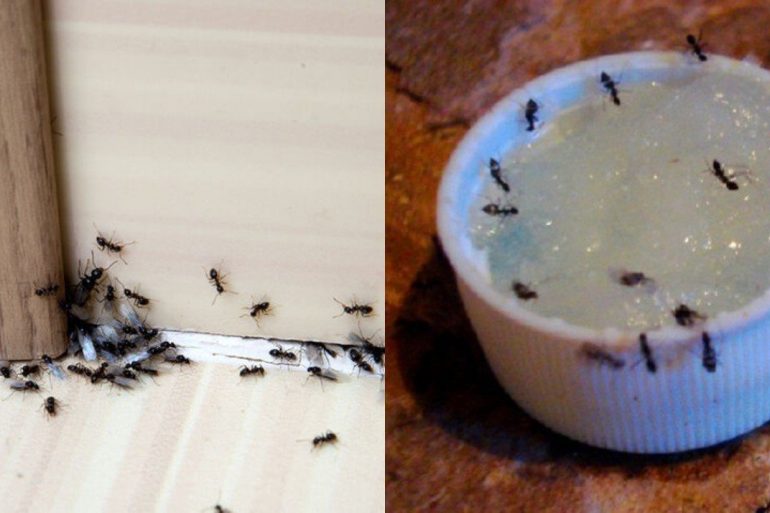 121 ΑΠΑΛΛΑΧΤΕΙΤΕ ΑΠΟ ΤΑ ΜΥΡΜΗΓΚΙΑ, μυρμήγκια, ΜΥΡΜΗΓΚΙΑ ΣΤΟ ΣΠΙΤΙ