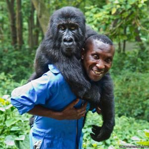 gorial11 gorilla, Images, Touching photo