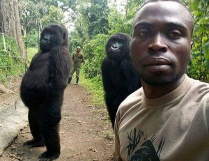 gorilla gorilla selfie, Pictures, Touching photo