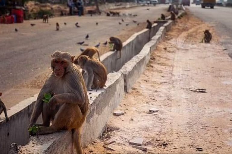 monkey India