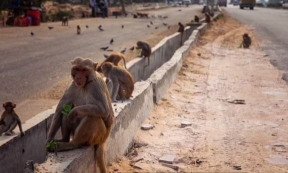 monkey Ινδία, μαϊμού, τούβλο