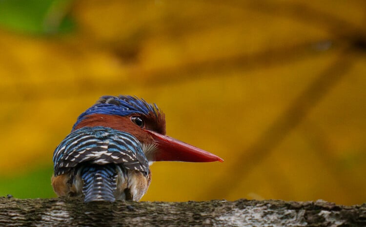 The bird Kingfisher