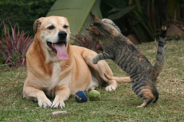Cat and Dog Game 1024x683 1 Κατοικίδια