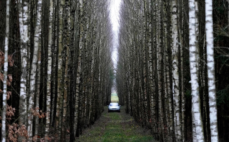 Car among a cluster of trees
