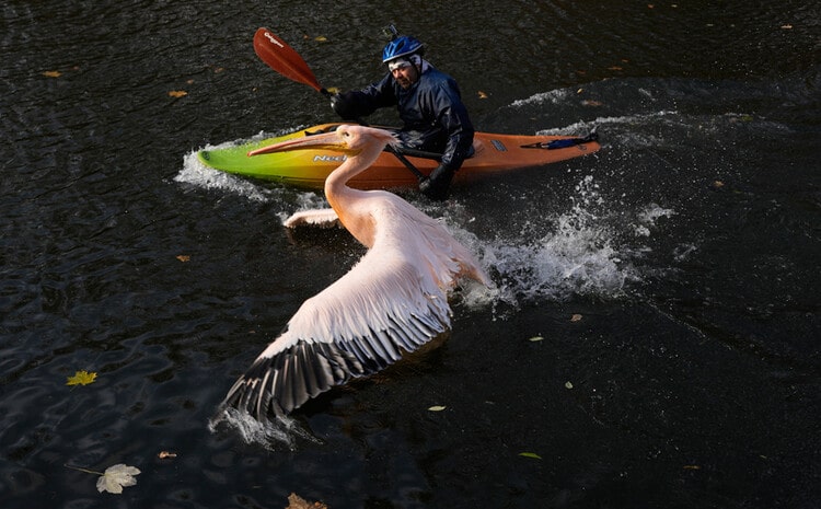 Pelican next to a kayak