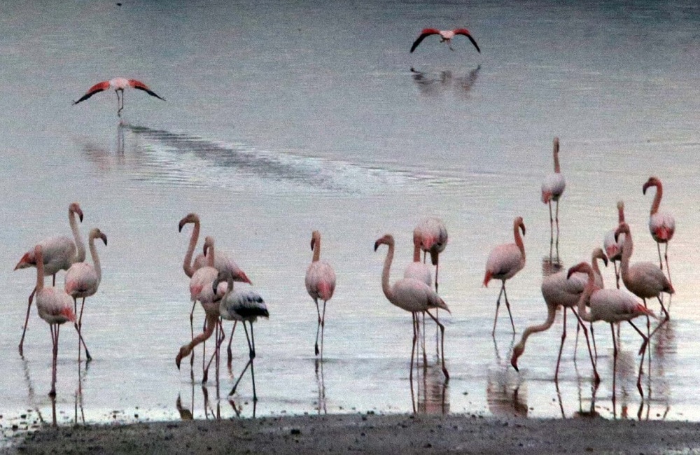 1 6 Larnaca, flamingo