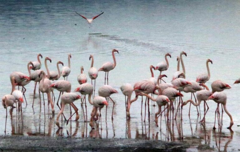 2 3 Larnaca, flamingo