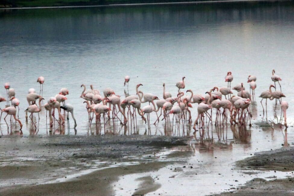 3 5 1 Larnaca, flamingo