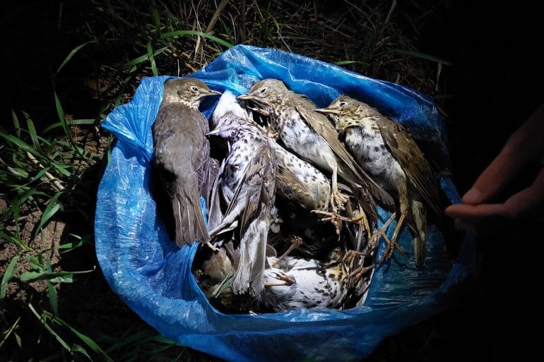 bird killed in the trapping site Παράνομη Παγίδευση πουλιών