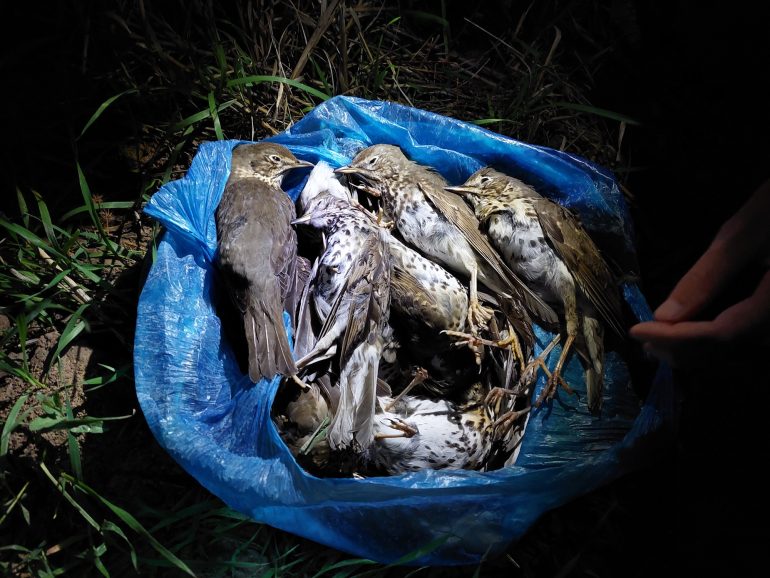 bird killed in the trapping site Αστυνομία, ΕΠΙΘΕΣΗ, Παράνομη Παγίδευση πουλιών