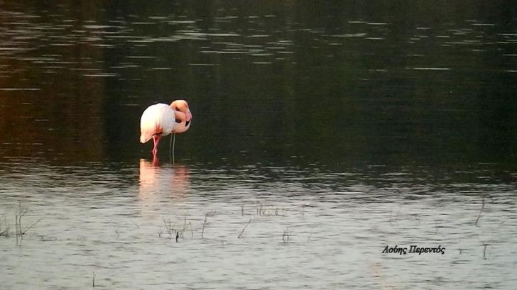 release, Flamingo