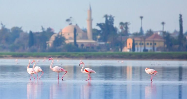 flamingos in larnaka cyprus 1024x540 1 επέστρεψαν, Λάρνακα, ΠΑΡΑΤΗΡΗΤΗΡΙΟ, φλαμίγκο