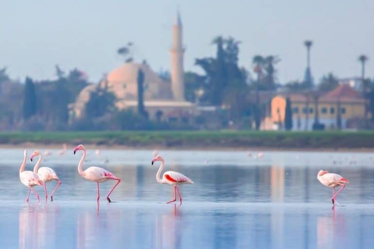 flamingos in larnaka cyprus 1024x540 1 φλαμίγκο
