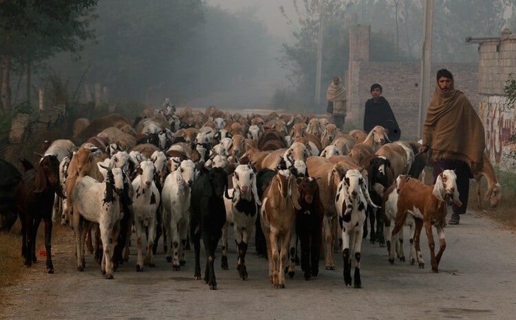 Стадо животных в Пакистане