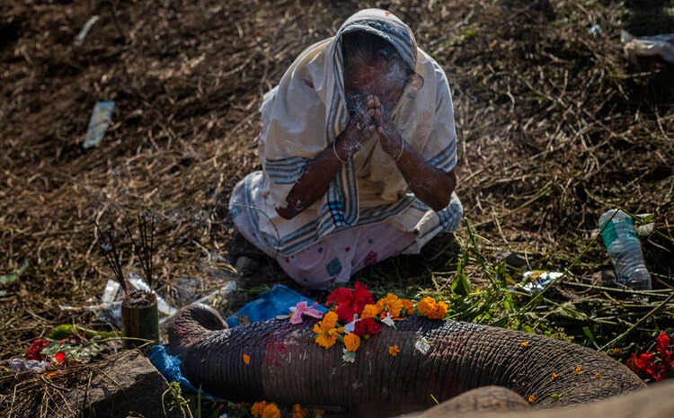 Mourning in front of a dead elephant