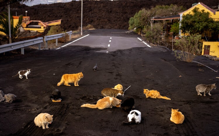 Cats on the ashes of the volcano in La Palma