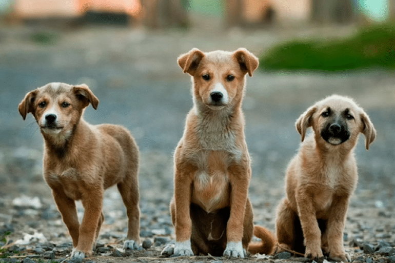 stray dogs Σκύλοι