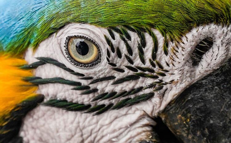 Close to the parrot's eye