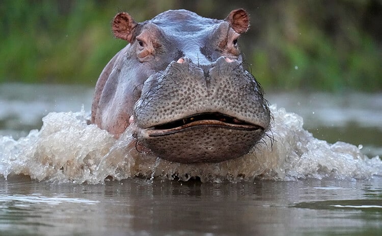 Close up image of a hippopotamus