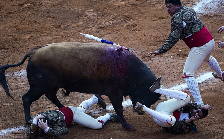 Bull and bullfighters