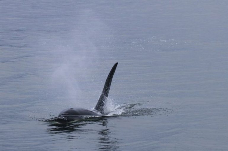 orca falaina Κοσμος