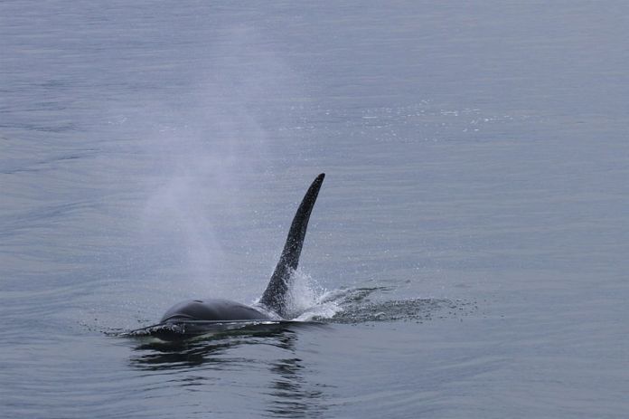orca falaina