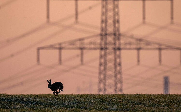 A hare is running