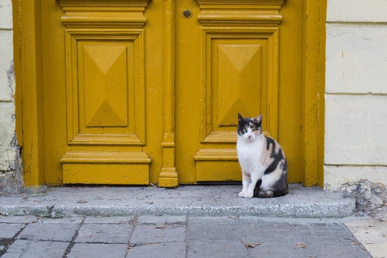 1200px A cat sitting near yellow door Varna December 2018 1024x683 1 Ψυχαγωγια