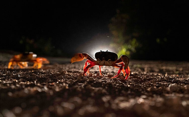 Crabs on the road