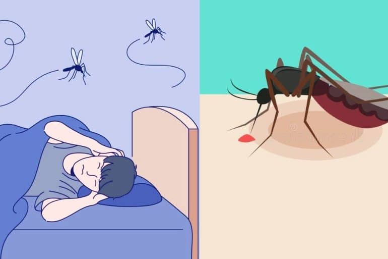 894 mosquitoes