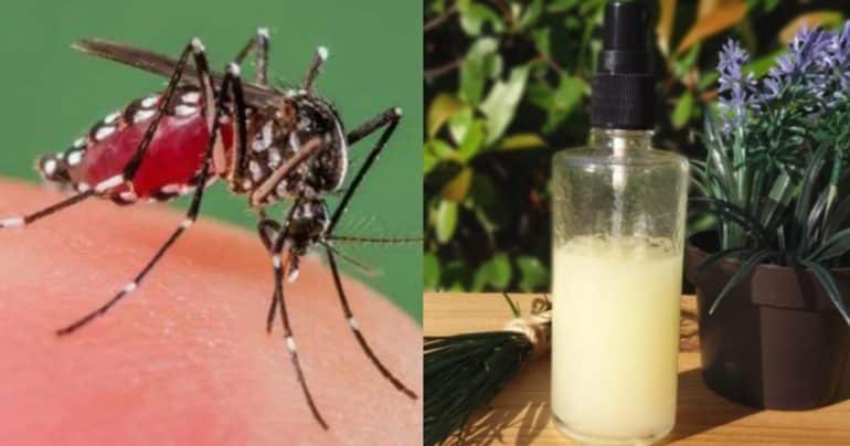 koynoypia telos i apotelesmatiki syntagi gia na min sas tsimpisoyn olo to kalokairi mosquitoes, HOME RECIPE