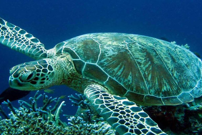 omilo blog sea turtle 001 Κυπρος