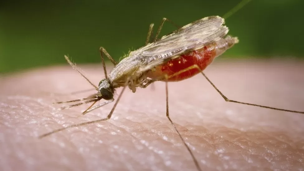 118601169 mosquito.jpg эксклюзив, Мехмет Азиз, малярия, эвкалипт, озеро Паралимни