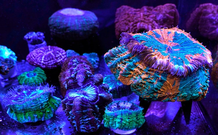 πετρώδη κοράλλια στο Μαϊάμι