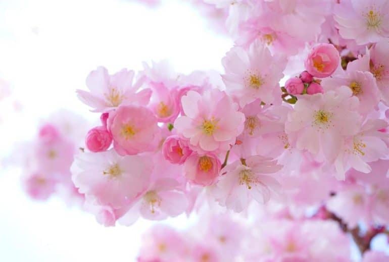 Flowers (Pixabay)