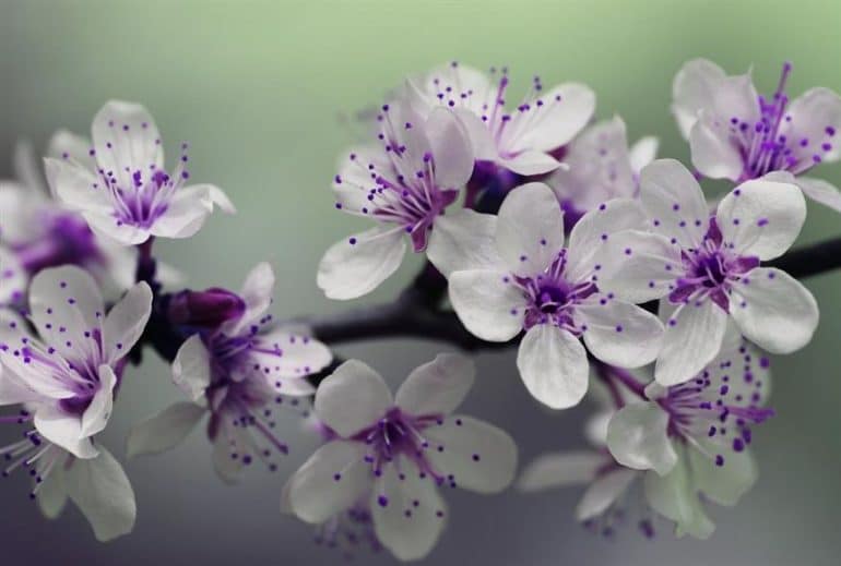 Цветы (Pixabay)