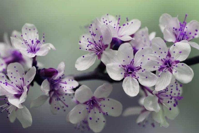 Flowers (Pixabay)