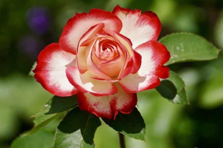 Роза (Pixabay)