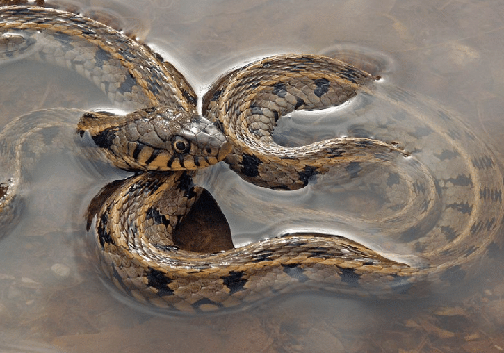 Скриншот 1 8 Муниципалитет Сотирас, событие, Кипрская водяная змея, Озеро Паралимни, Водяная змея