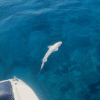 Screenshot 3 14 SAINT NAPA, shark, BEACH