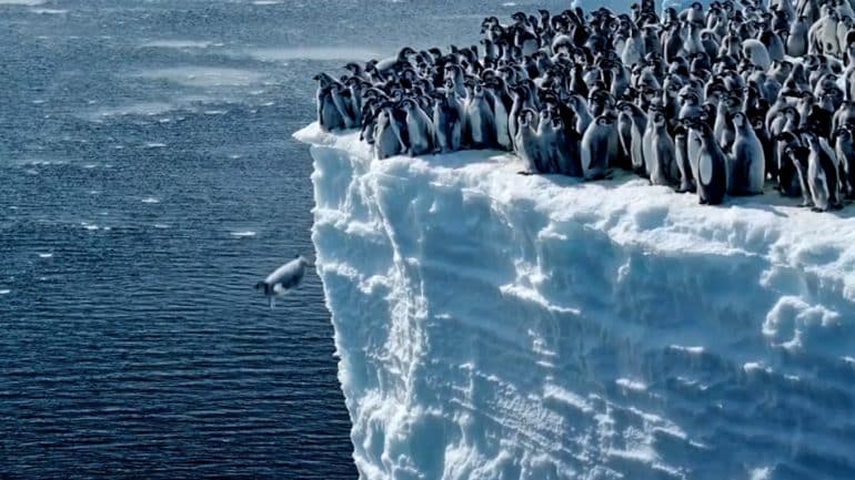 пингвины падают xr Антарктида, Пингвины