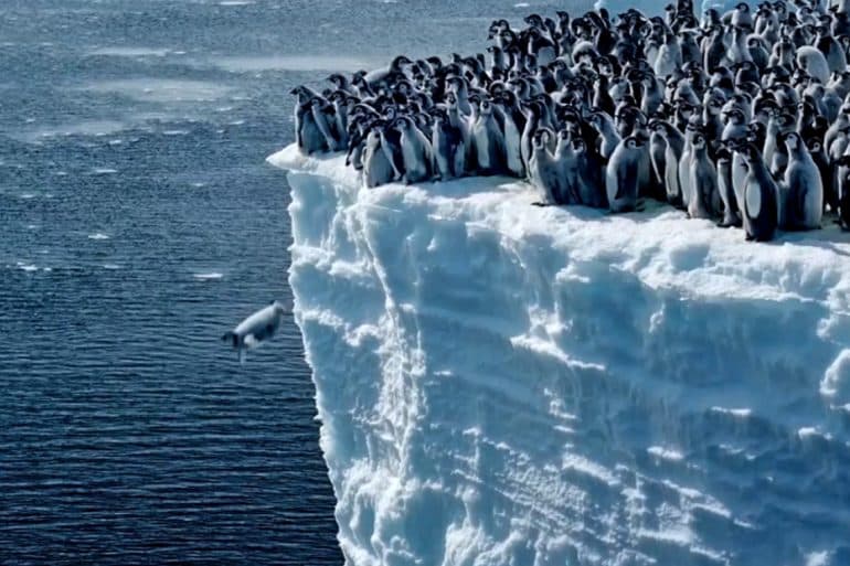 пингвины падают xr Антарктида, Пингвины