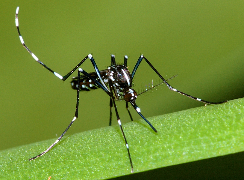 Aedes albopictus δάγκειο πυρετό, ΠΟΥ