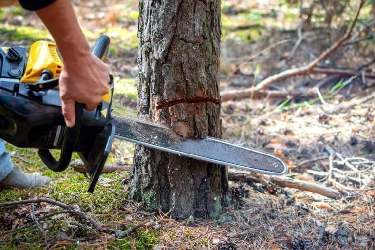 cutting a tree is illegal in bengaluru 0 1200 Ειδησεις