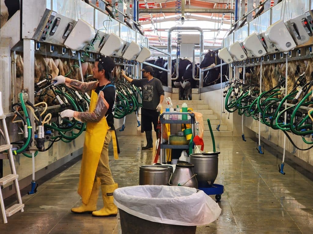 Zikim milking facility with workers 1024x768 1 γαλακτοκομικές φάρμες, γρίπη των πτηνών, ΗΠΑ